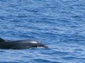 Tursiops truncatus